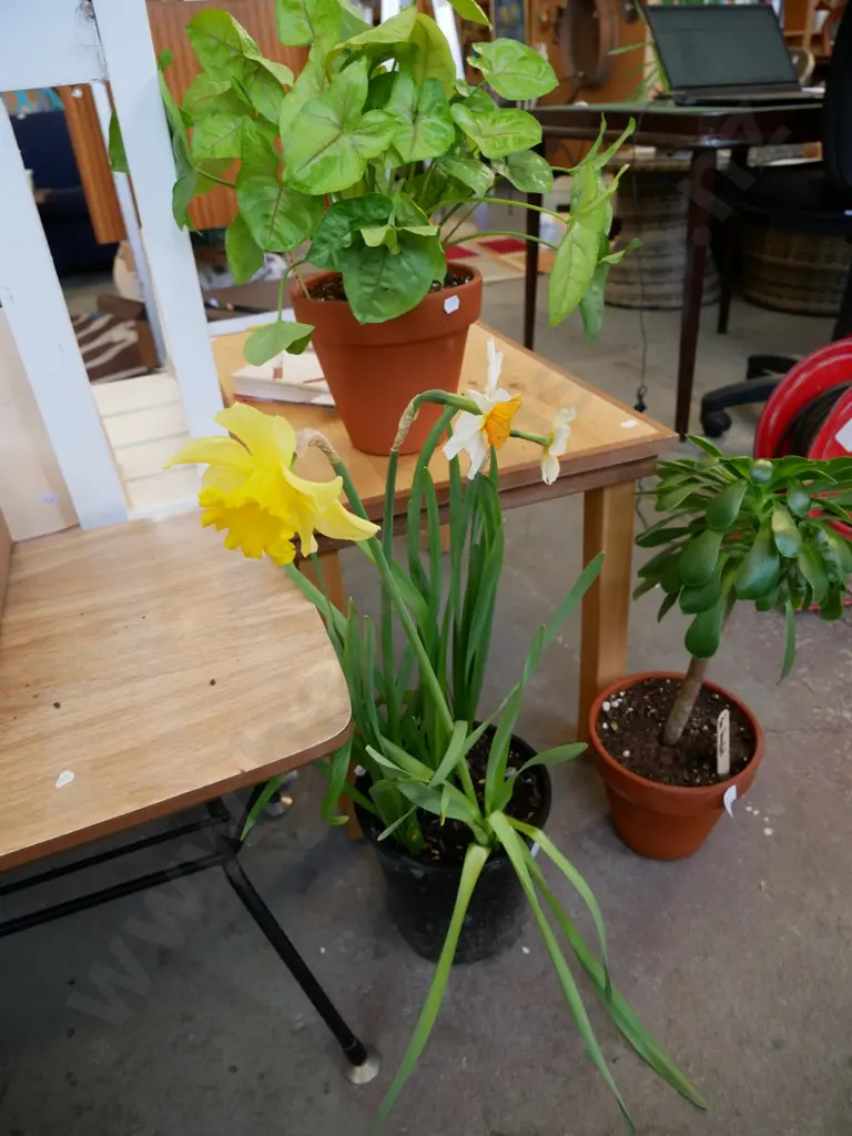 potted daffodils Image 1++
