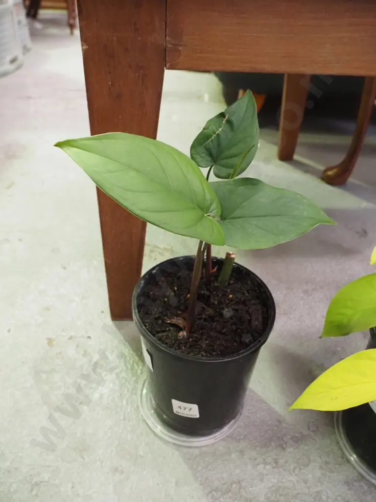 potted double planted philodendron Image 1++