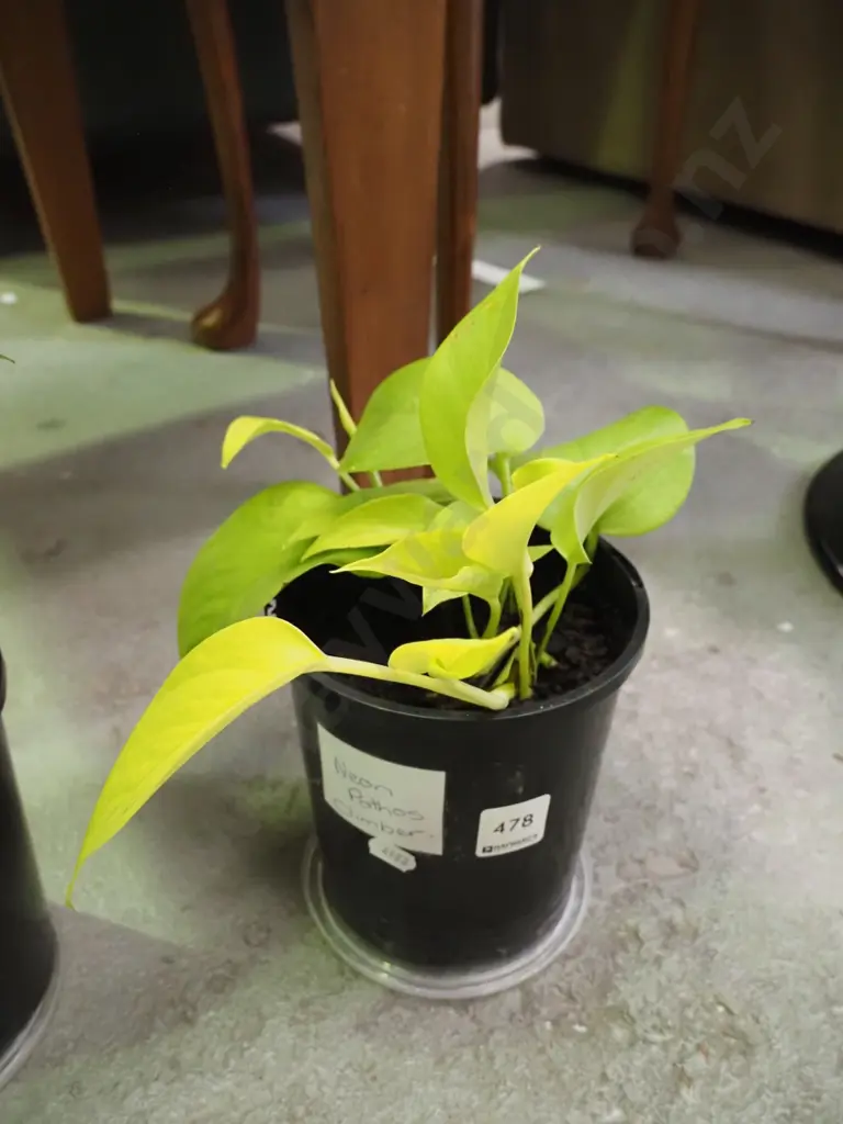 potted neon pothos climber Image 1++
