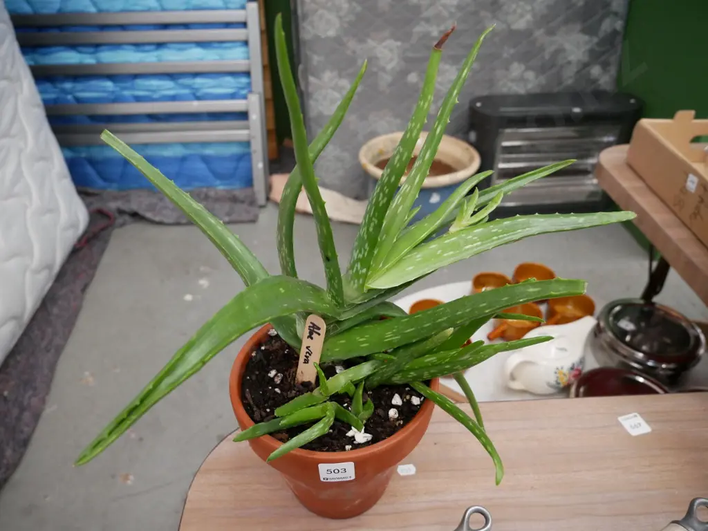 potted aloe vera Image 1++