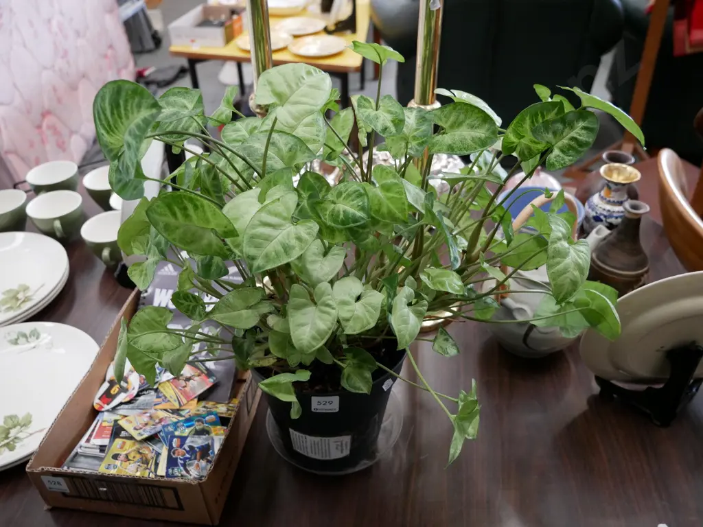 potted podophyllum pixie Image 1++