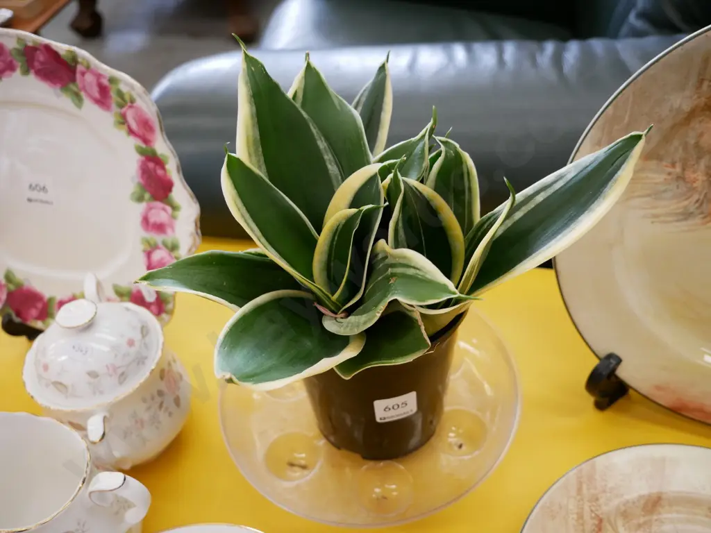 potted indoor plant - sansevieria hahnii Image 1++