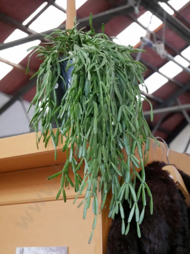 potted indoor plant - rhipsalis  Image 1++