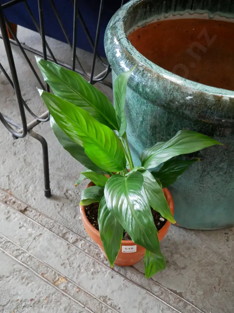 potted peace lily Image 1++