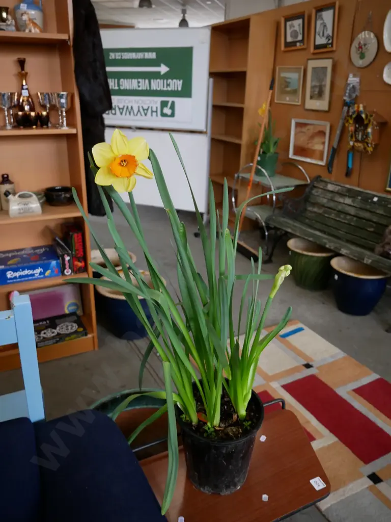potted daffodils Image 1++