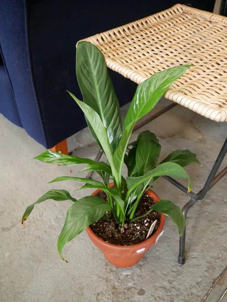 potted peace lily Image 1++