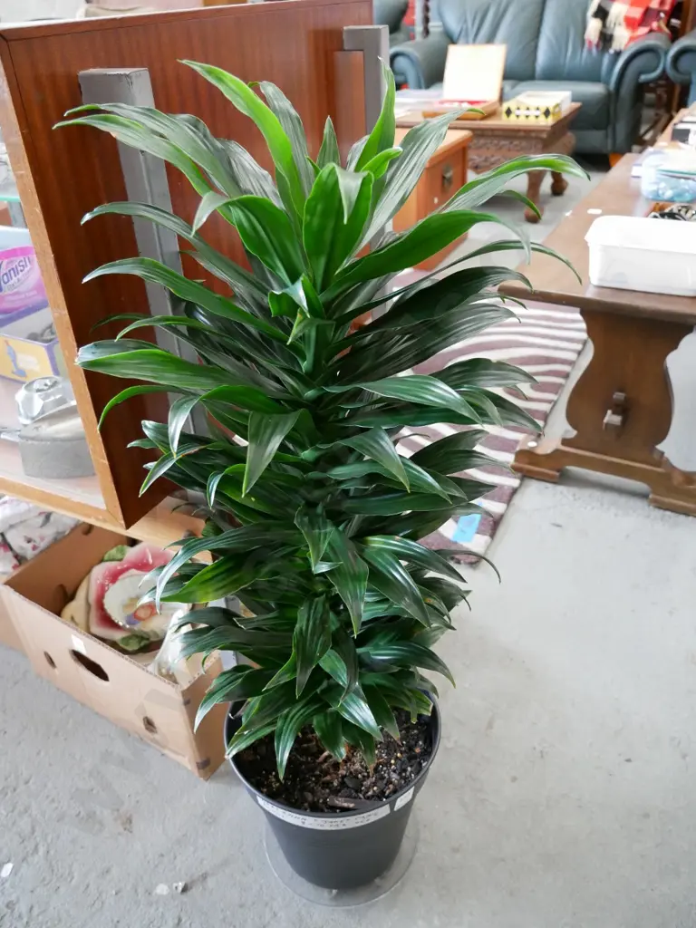 potted Draceana Janet Craig - 10 years old Image 1++