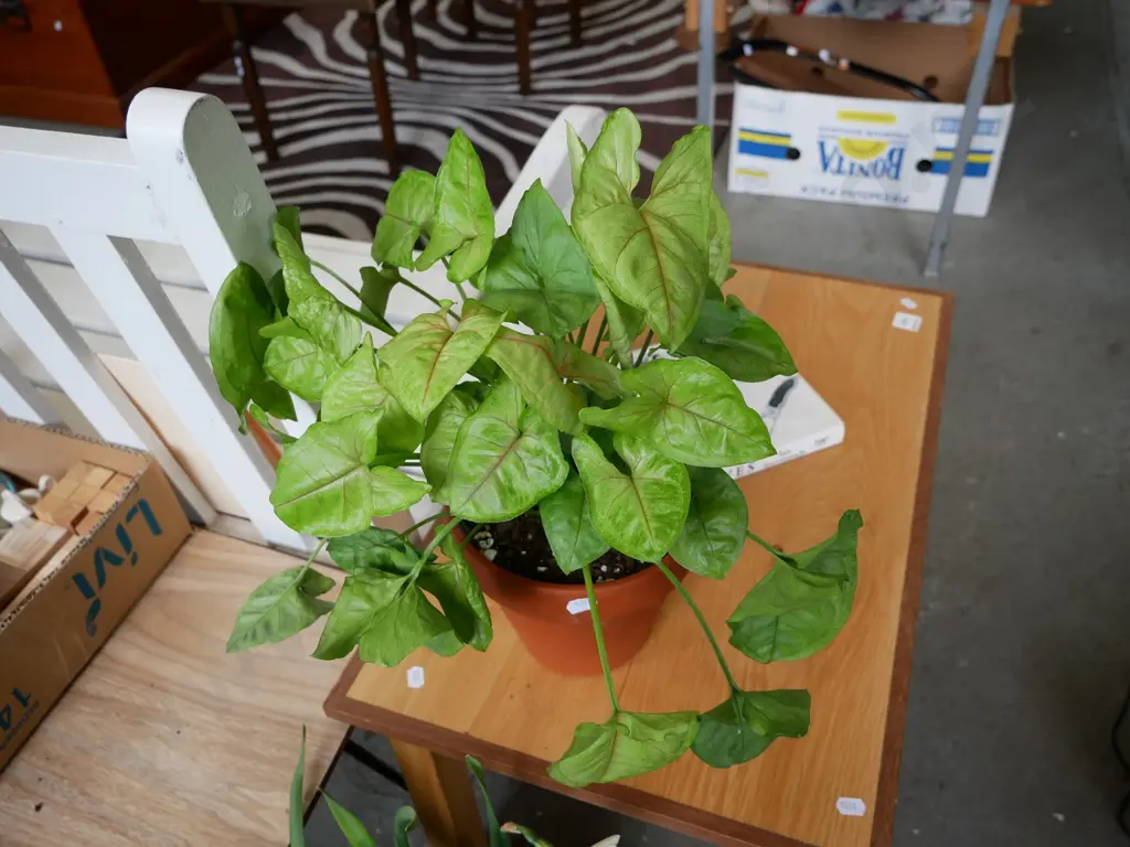 potted houseplant Image 1++