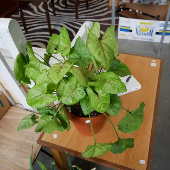 potted houseplant