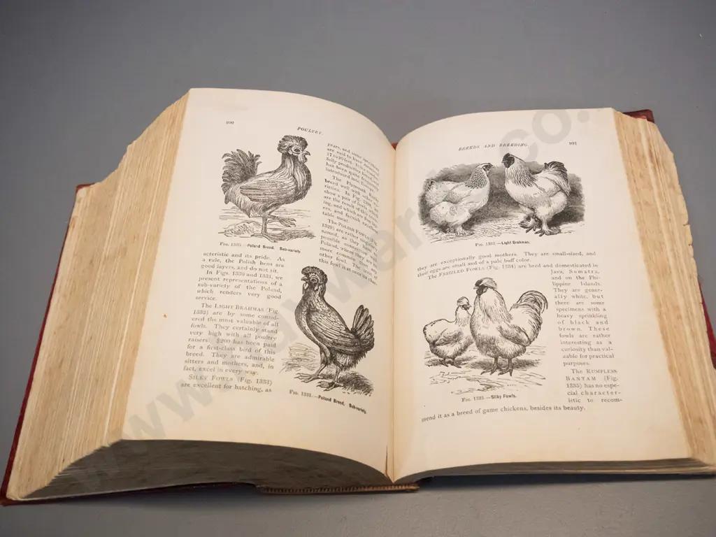 vintage book - Magner's Standard Horse and Stock Book - pub. 1910 - wear and fraying, some leaves have damage, foxing Image 1++