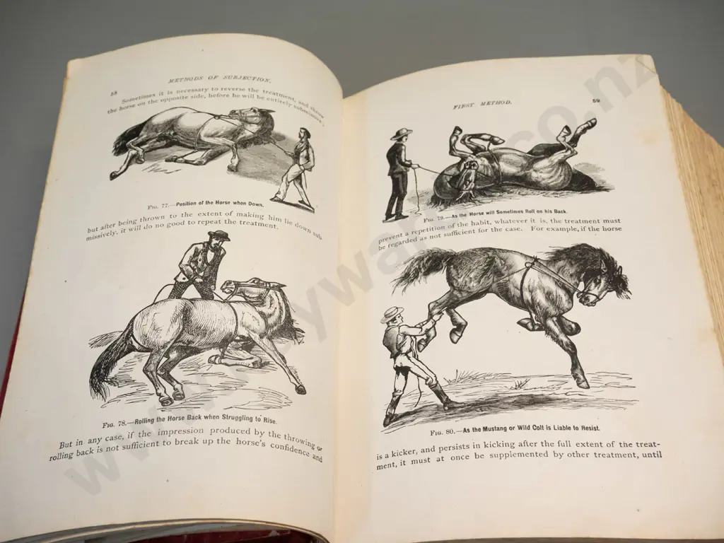 vintage book - Magner's Standard Horse and Stock Book - pub. 1910 - wear and fraying, some leaves have damage, foxing Image 1++