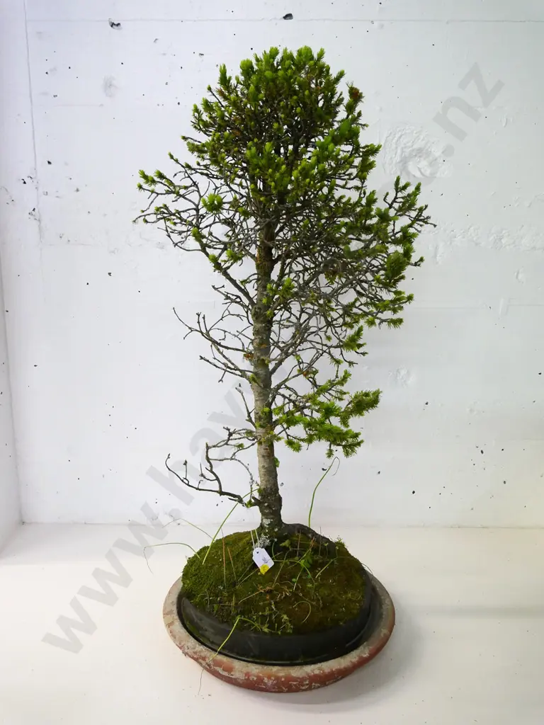bonsai spruce in terracotta planter H-800 Image 1++