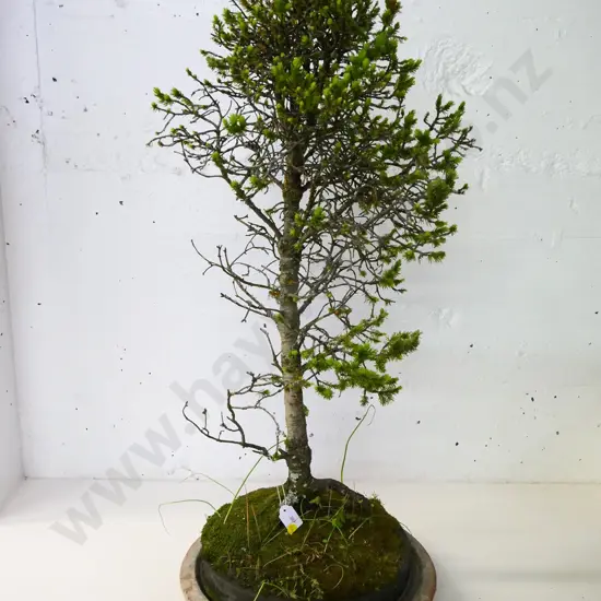 bonsai spruce in terracotta planter H-800