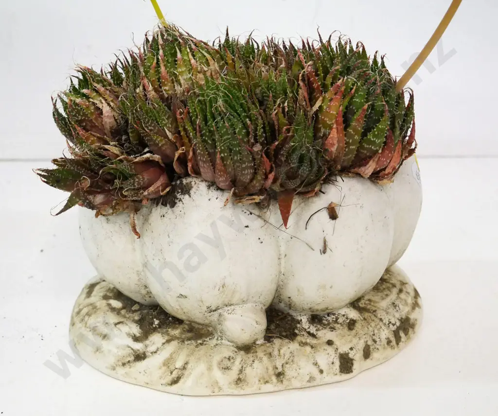 small Clarice Cliff water lily vase vase used as planter, with succculent H-130 W-230 Image 1++