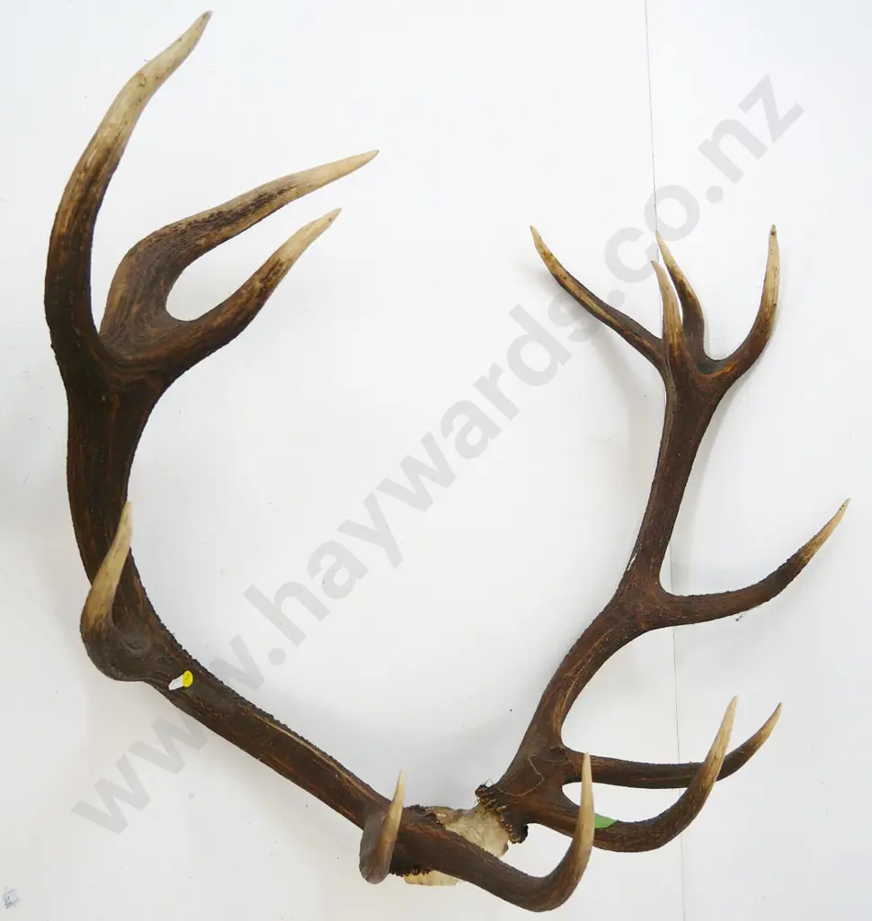 13-point stag antlers - approx. H-740 W-840 Image 1++