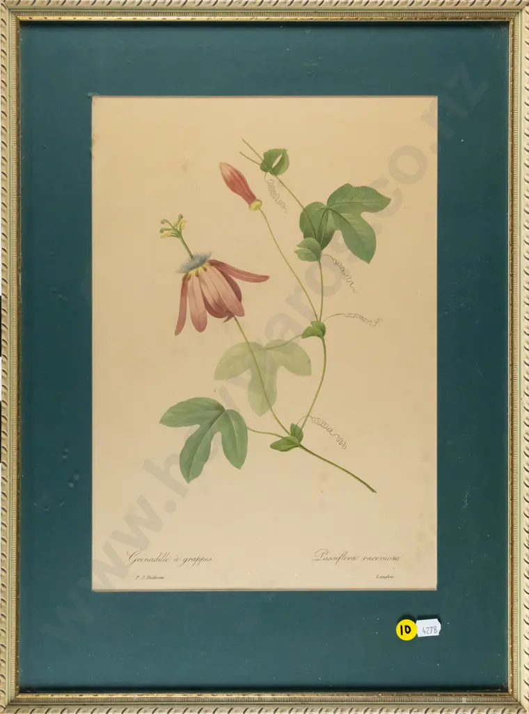 framed botanical print - Passiflora racemosa H-320 W-230 Image 1++