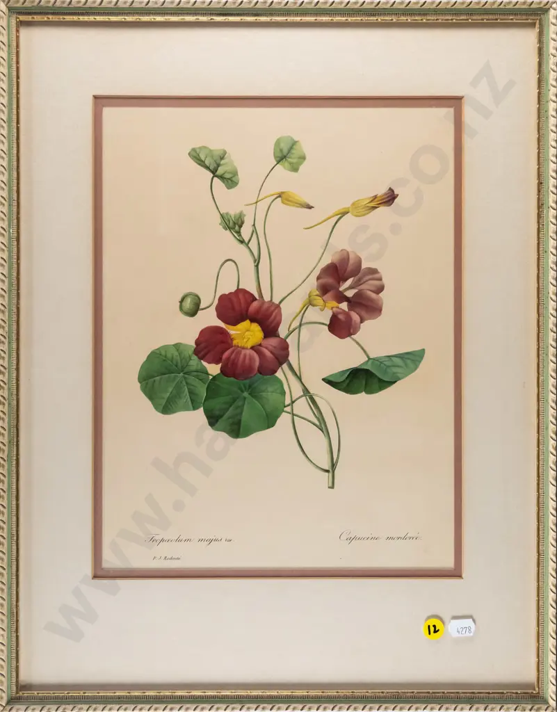 framed botanical print - Capucine mordoree H-320 W-230 Image 1++