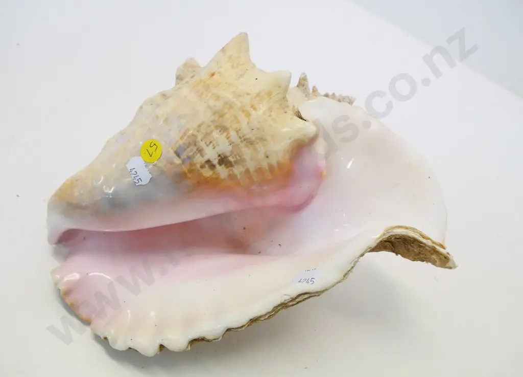 large (conch?) shell L-300 W-200 at widest Image 1++