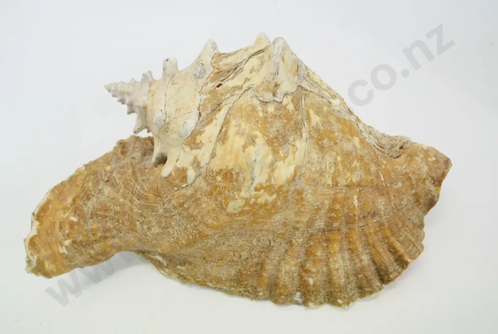 large (conch?) shell L-300 W-200 at widest Image 1++