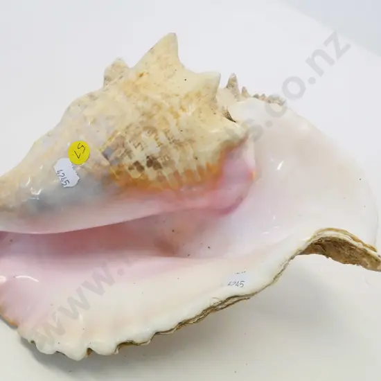 large (conch?) shell L-300 W-200 at widest