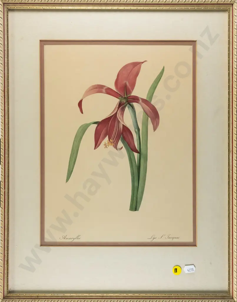 framed botanical print - Amaryllis H-320 W-230 Image 1++