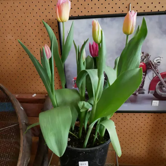 potted tulips