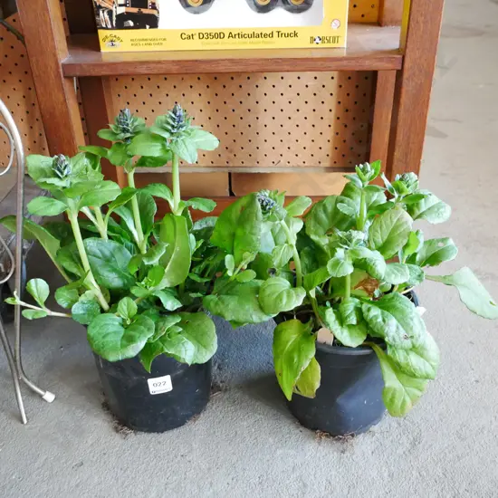 2x potted ajuga