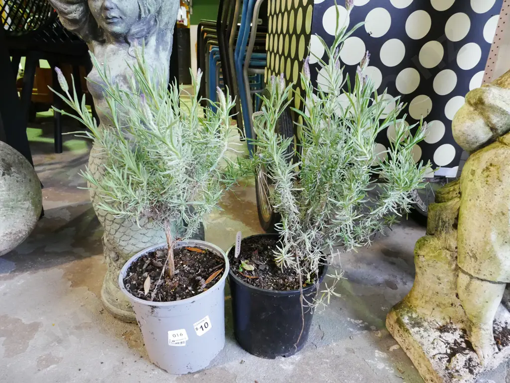 2x potted lavender Image 1++