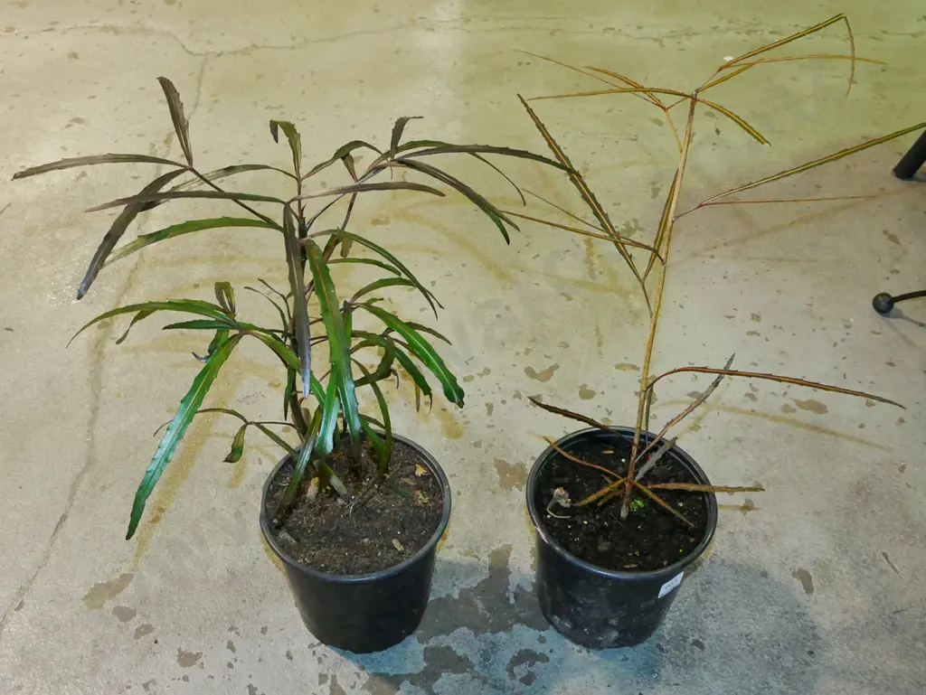 2x potted lancewoods Image 1++