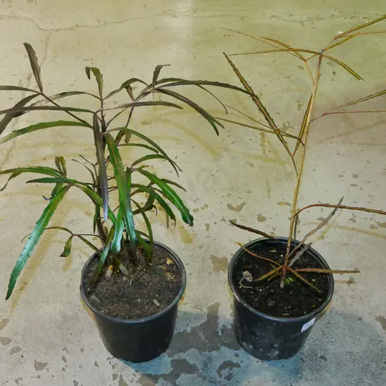 2x potted lancewoods