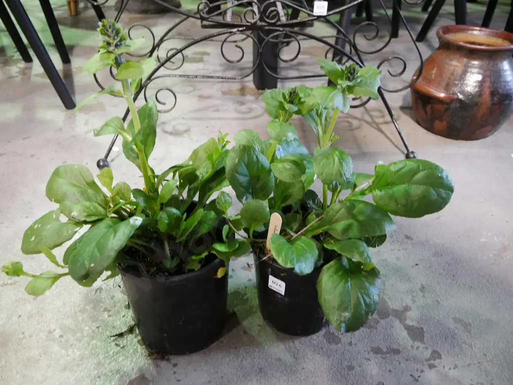 2x potted ajuga Image 1++