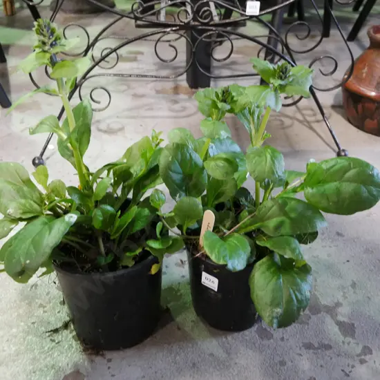 2x potted ajuga