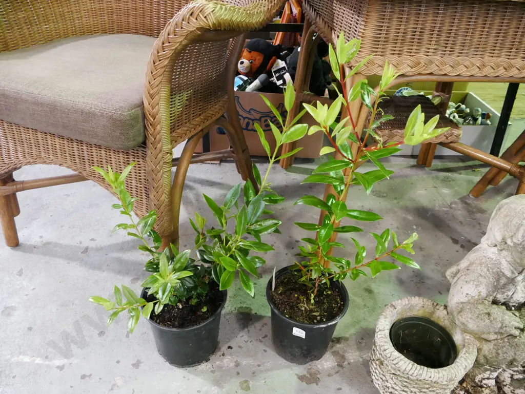 2x potted pohutakawa Image 1++
