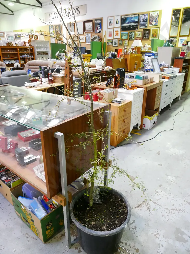 tall potted kowahi  Plant H-1500 Image 1++