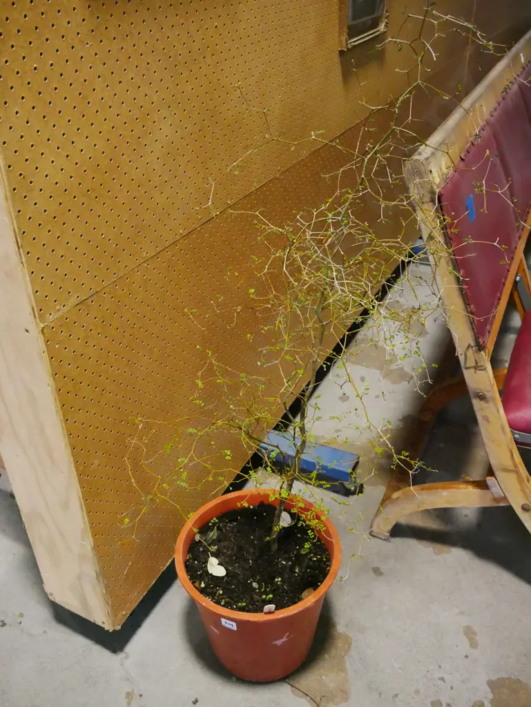 potted kowahi  Image 1++