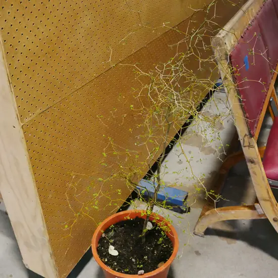 potted kowahi 