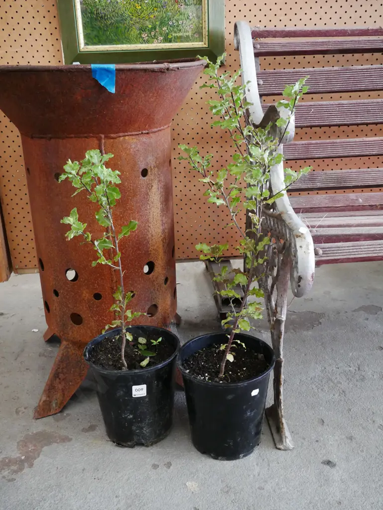 2x potted koros Image 1++
