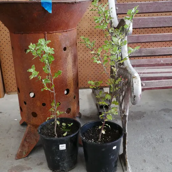 2x potted koros