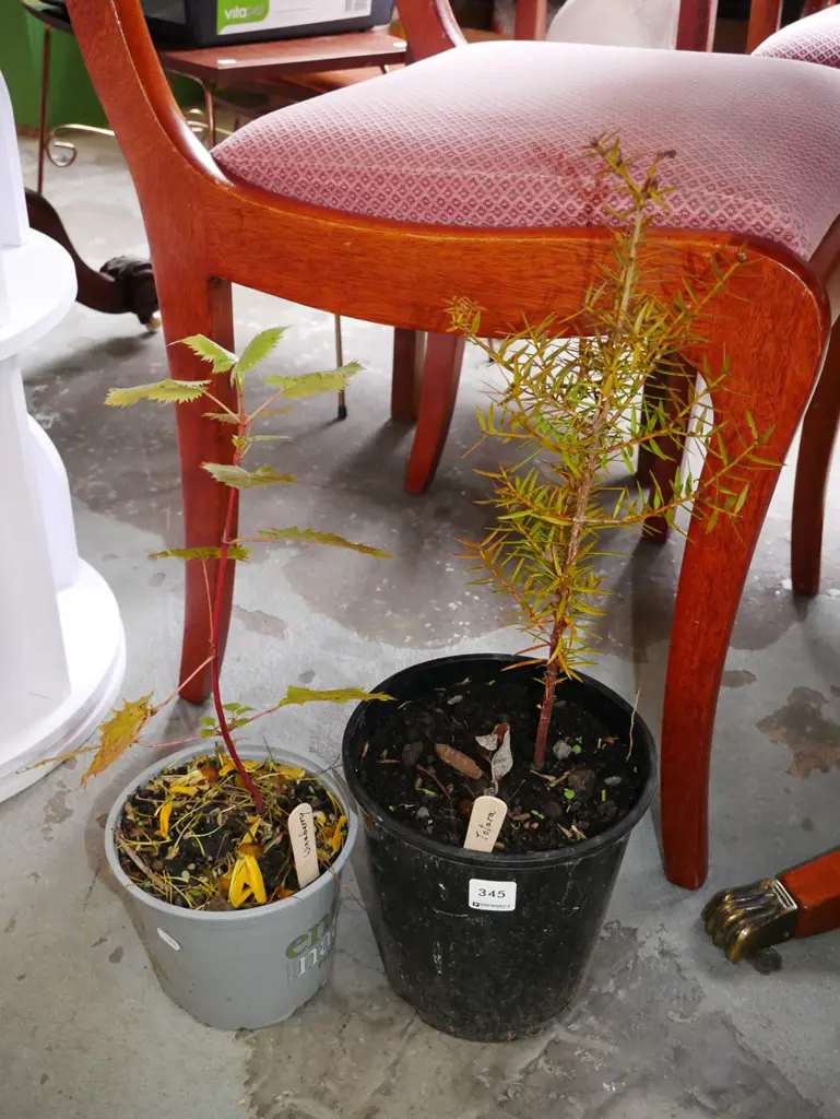potted totara, potted wine berry Image 1++