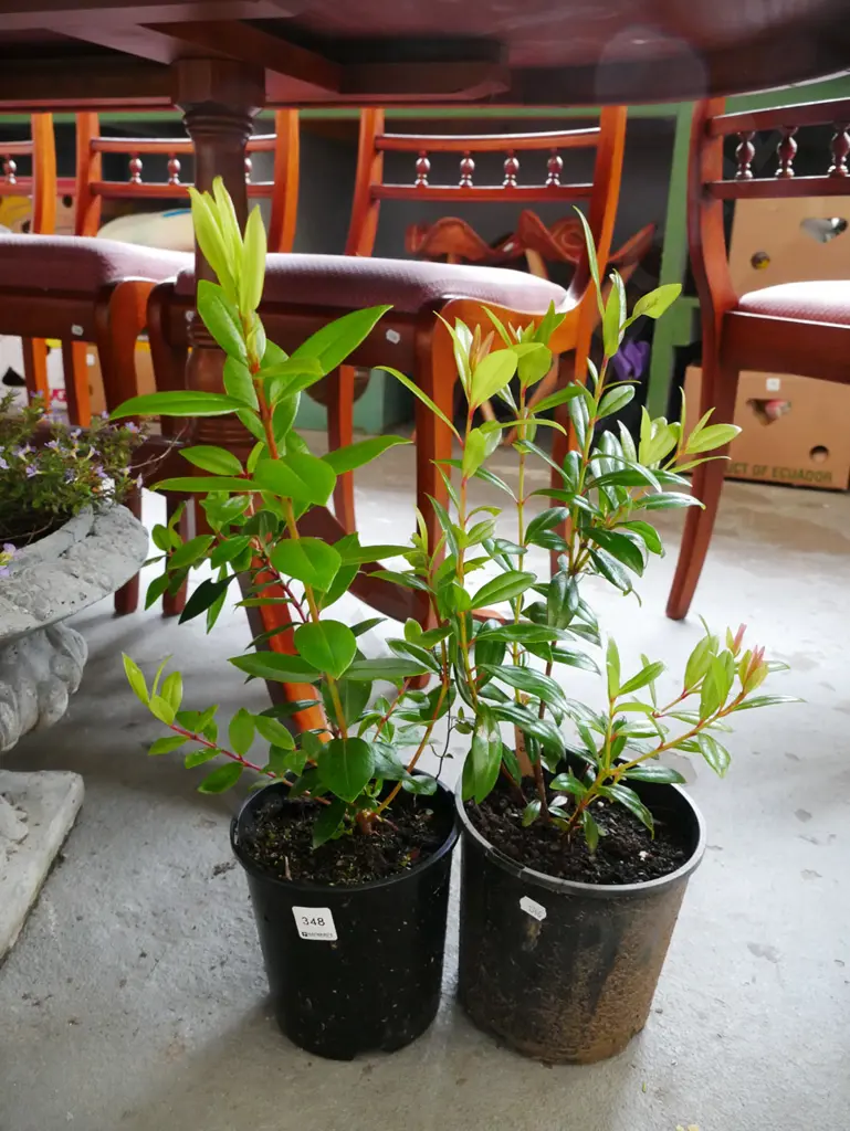 2x potted pohutakawas Image 1++