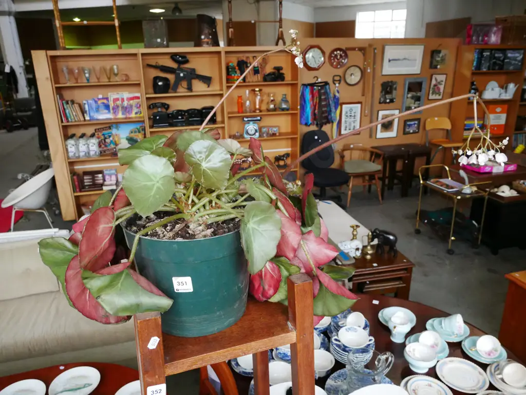 potted beef steak begonia Image 1++