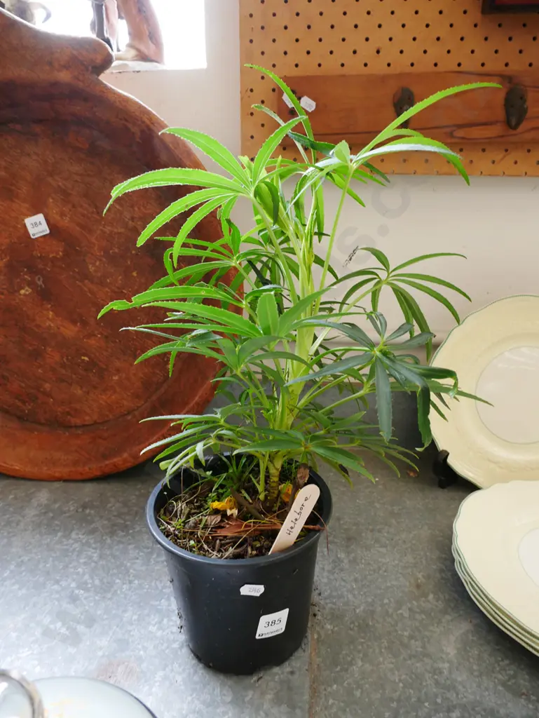 potted hellebore Image 1++
