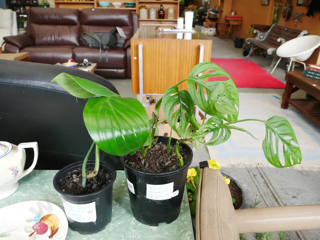 3x indoor plant - Swiss Cheese, Dragon's Tails Image 1++