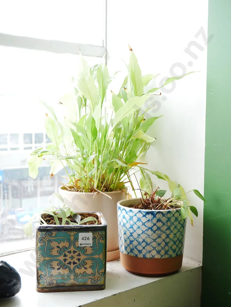 3x indoor plants in planters Image 1++
