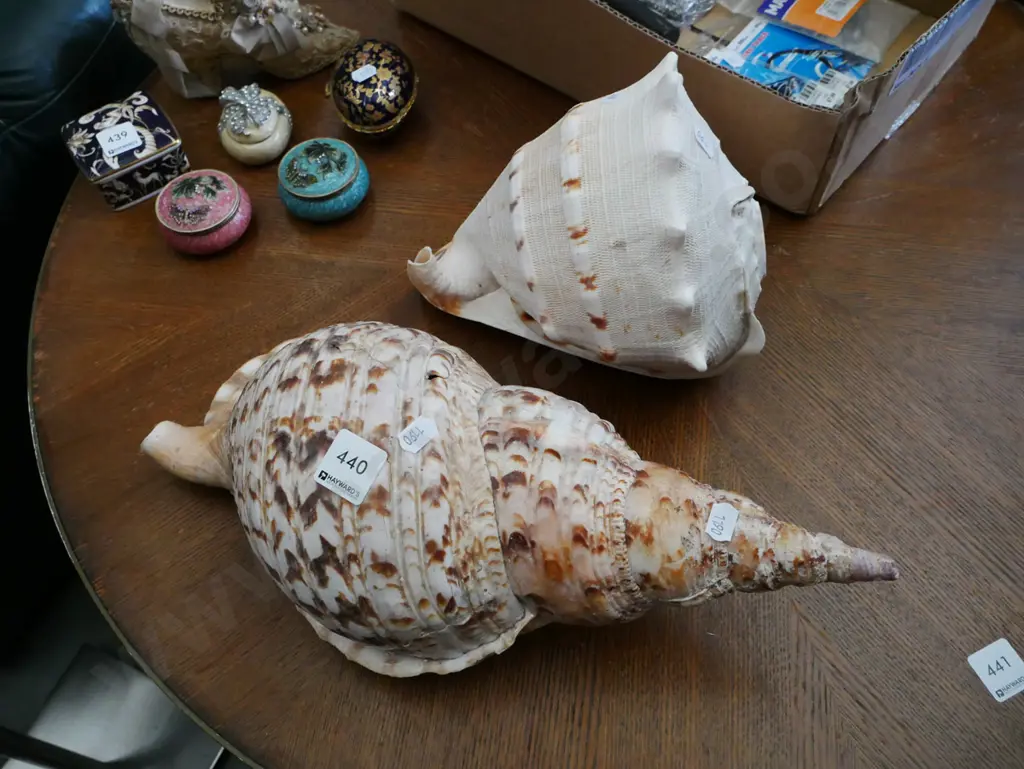 2x large seashells - 1 has repairs Image 1++
