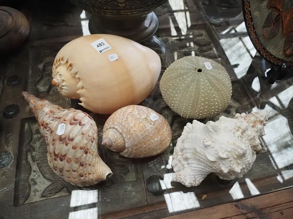 seashells Image 1++