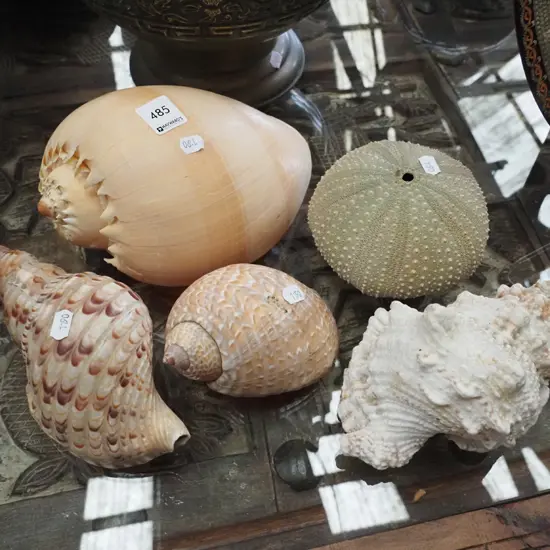 seashells