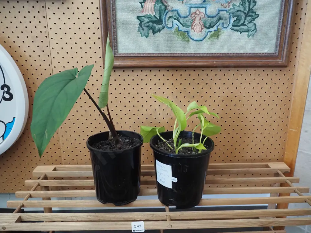 2x potted plants - philodendron, neon pothos (4 plants in 1 pot) Image 1++