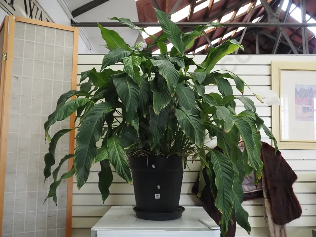 very large peace lily in black plastic planter Image 1++