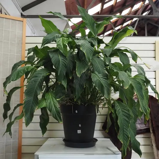 very large peace lily in black plastic planter